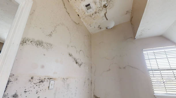 Best Basement Mold Removal  in Turpin Hills, OH