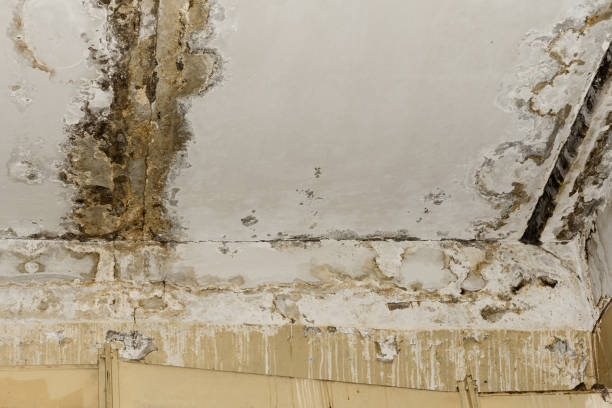 Best Forensic Mold Investigation  in Turpin Hills, OH