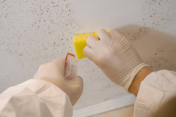 Best Environmental Consulting for Mold Prevention  in Turpin Hills, OH